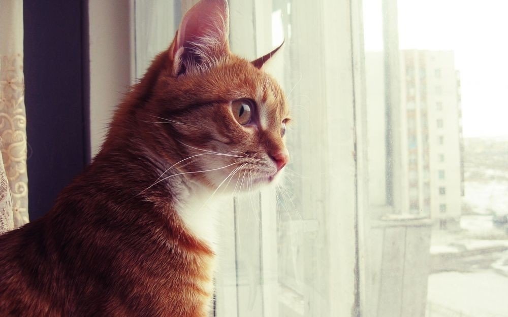Гладкошёрстный рыжий кот у окна
