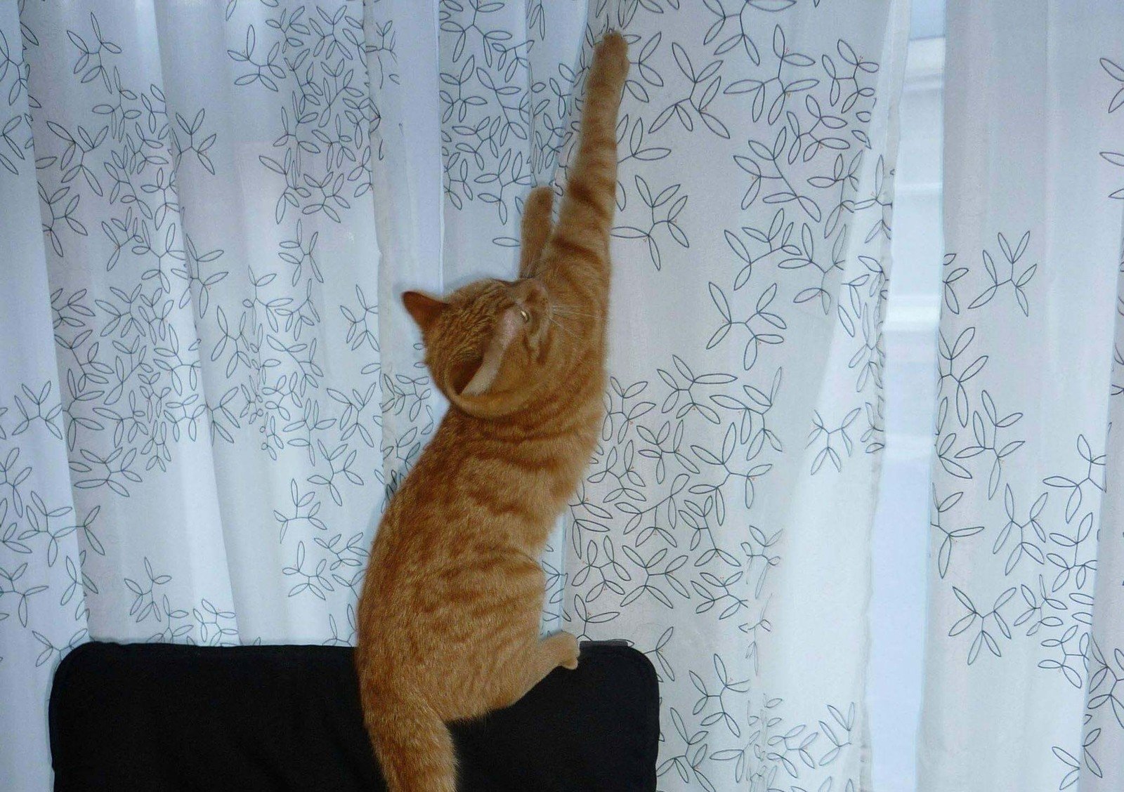 Кот висит на шторах
