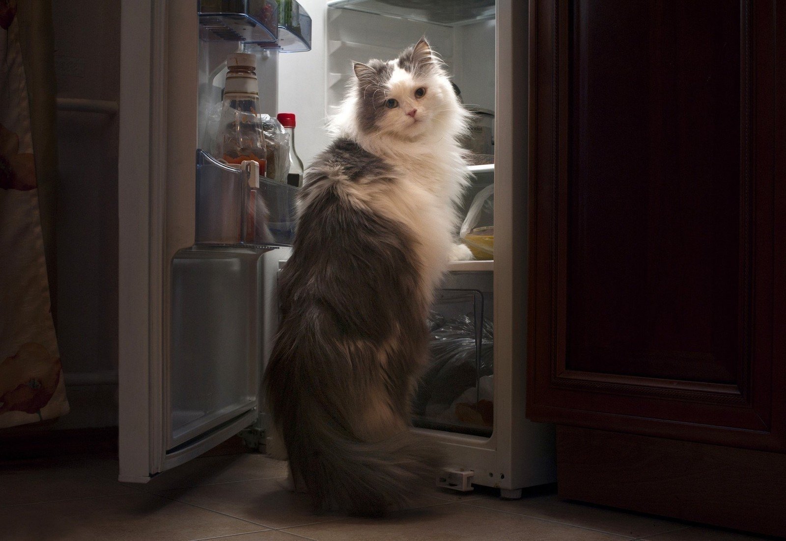 Кот возле холодильника