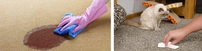 Средство от кошачьей мочи на ковре