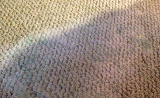 Плесень на ковре после химчистки ковра