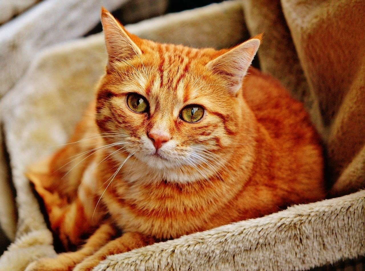 Европейский короткошерстный кот рыжий