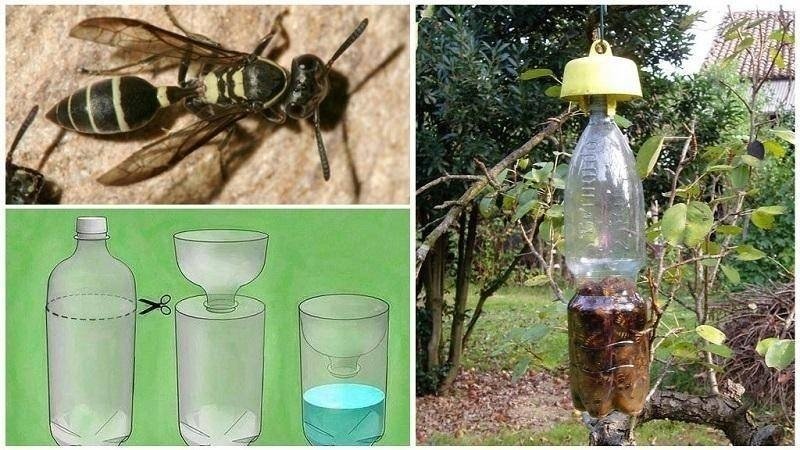 Ловушки для пчел из пластиковой бутылки