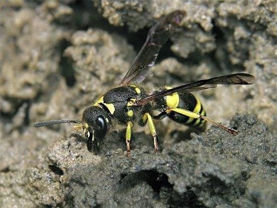 Осы polybia paulista