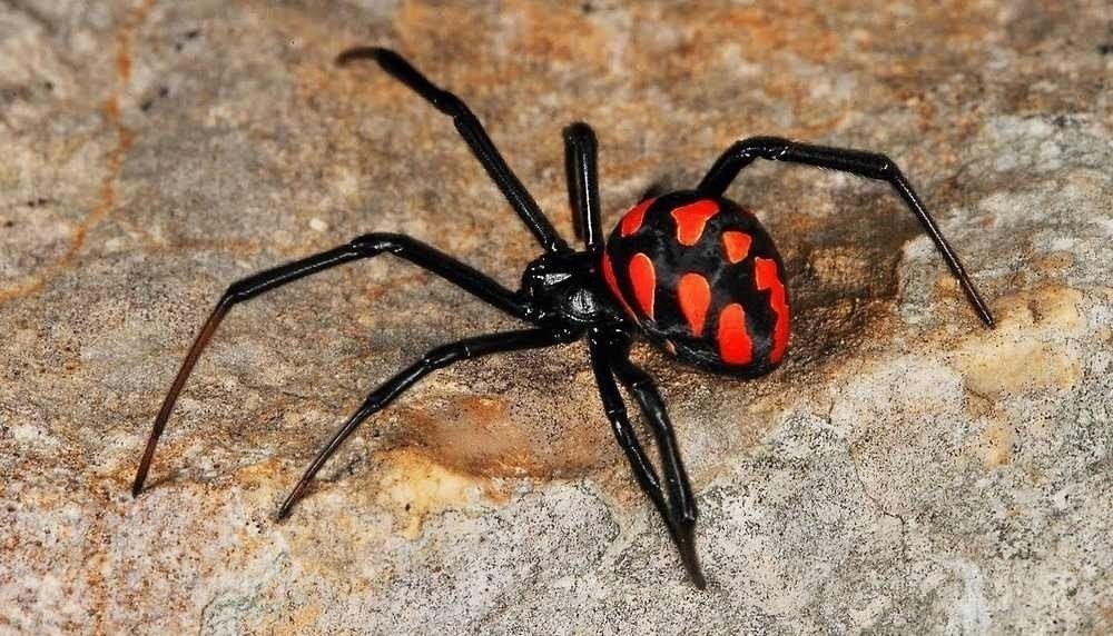 Ядовитый паук каракурт