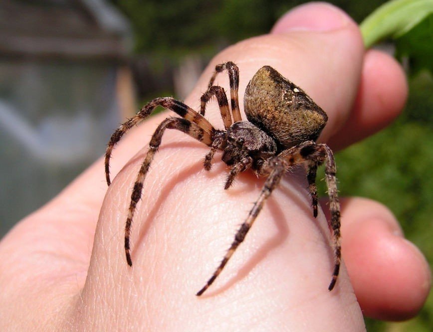 Южнорусский тарантул укус