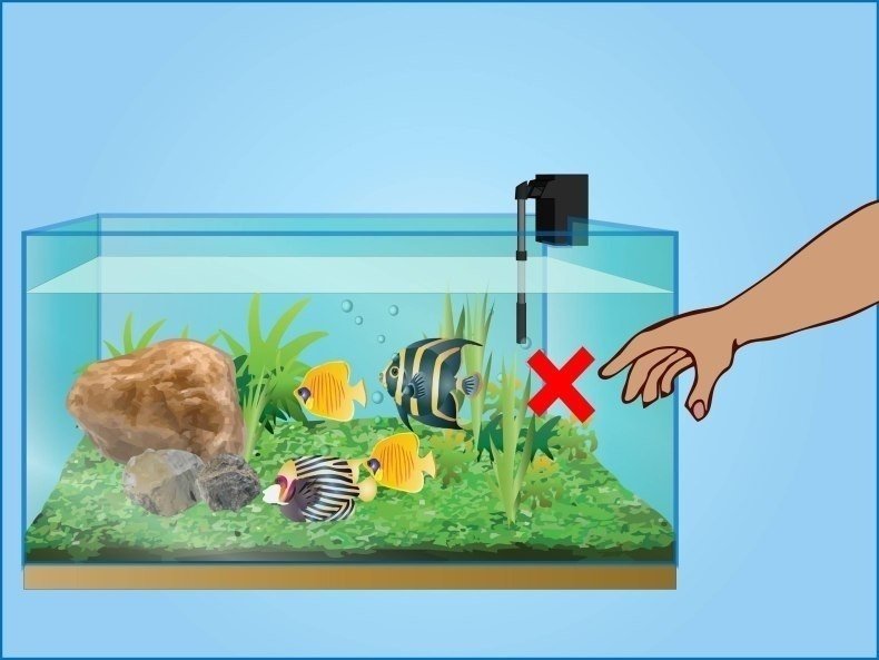 Ухаживание за рыбками в аквариуме