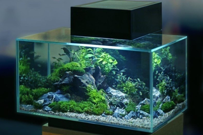 Аквариум аквариум