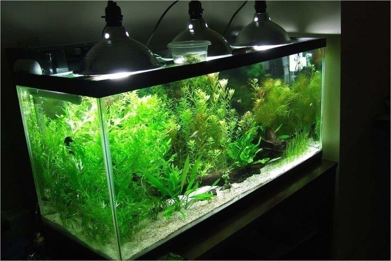 Голландский аквариум травник