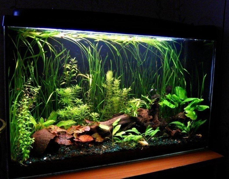Растительный аквариум