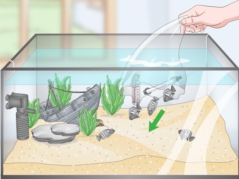 Поэтапное наполнение аквариума для детей