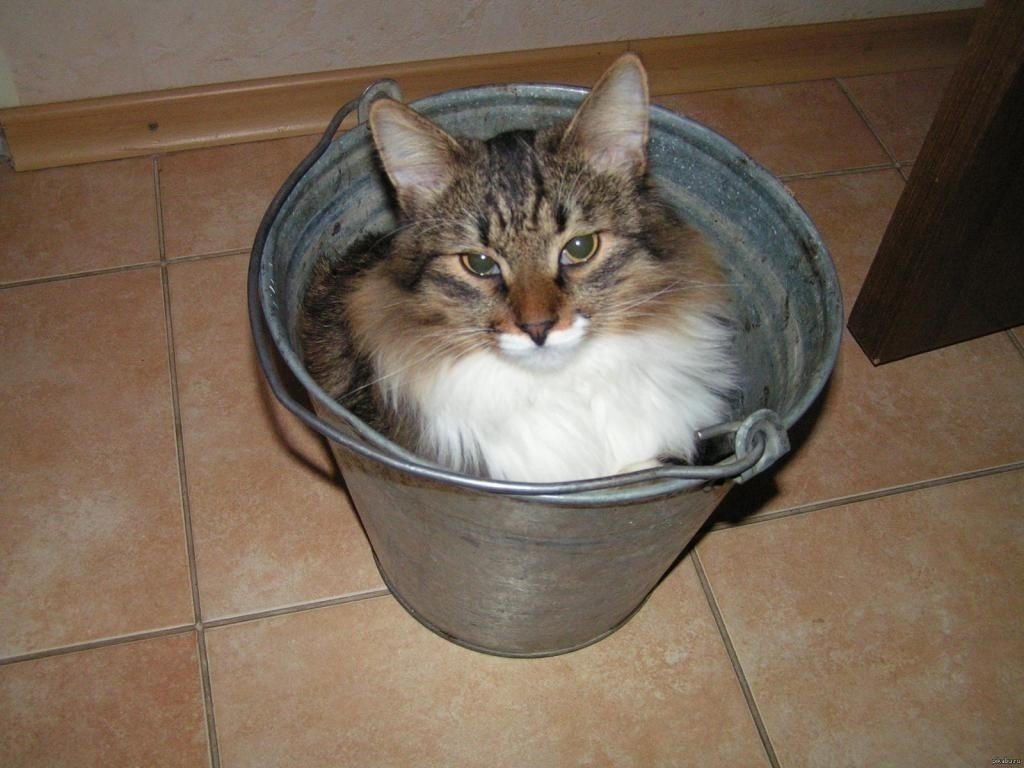 Кошка в кастрюле