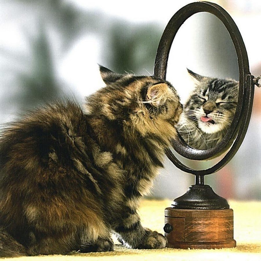 Кот в зеркале лев