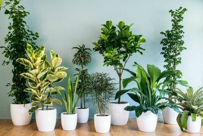 Растения для дома комнатные