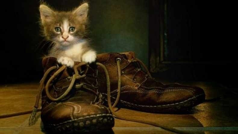 Котенок в ботинке рисунок