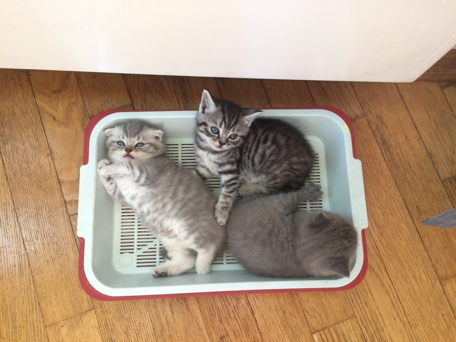 Два лотка для котенка